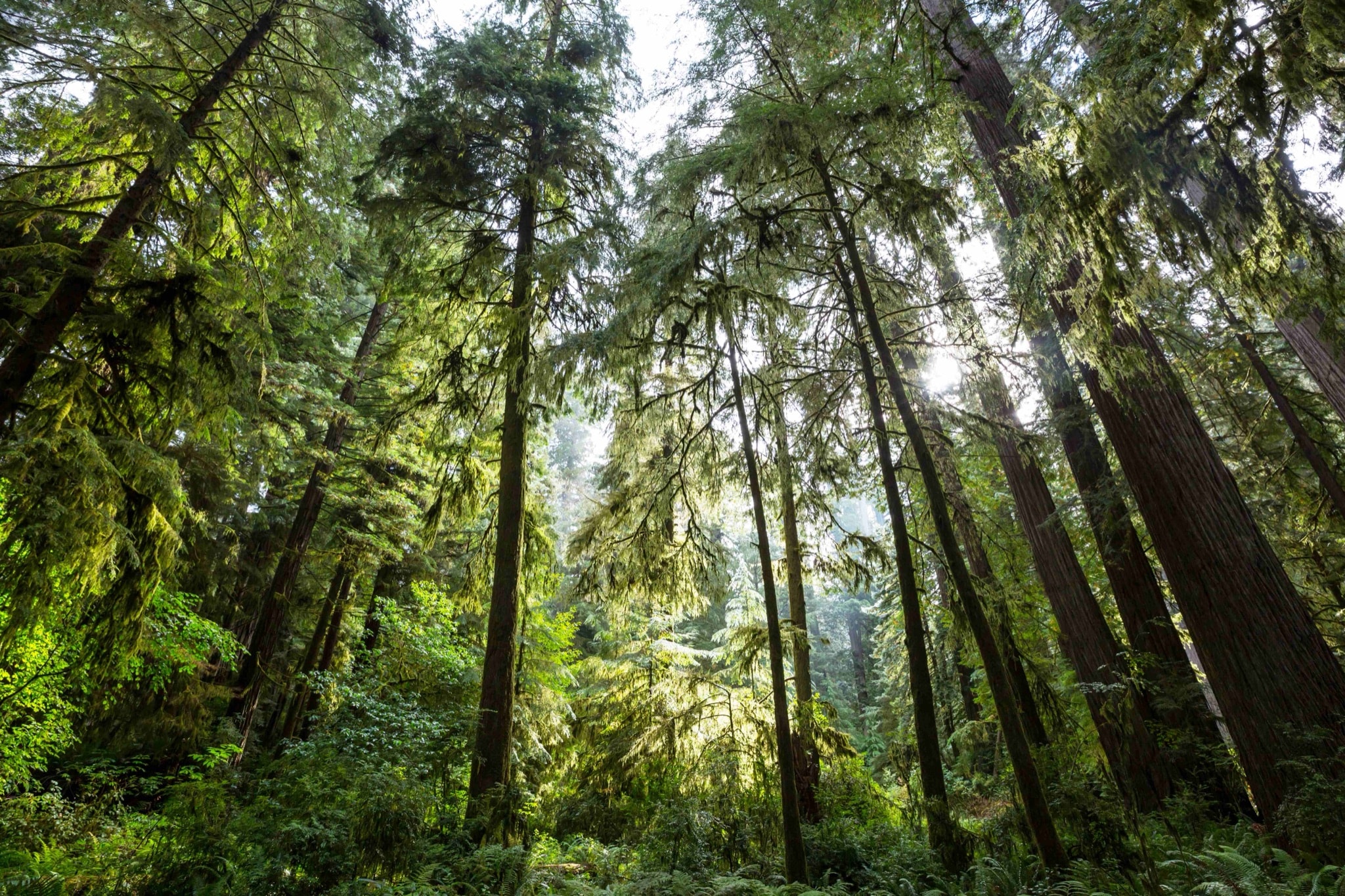 Bosque nativo de 100 años en Bosque Tortugas